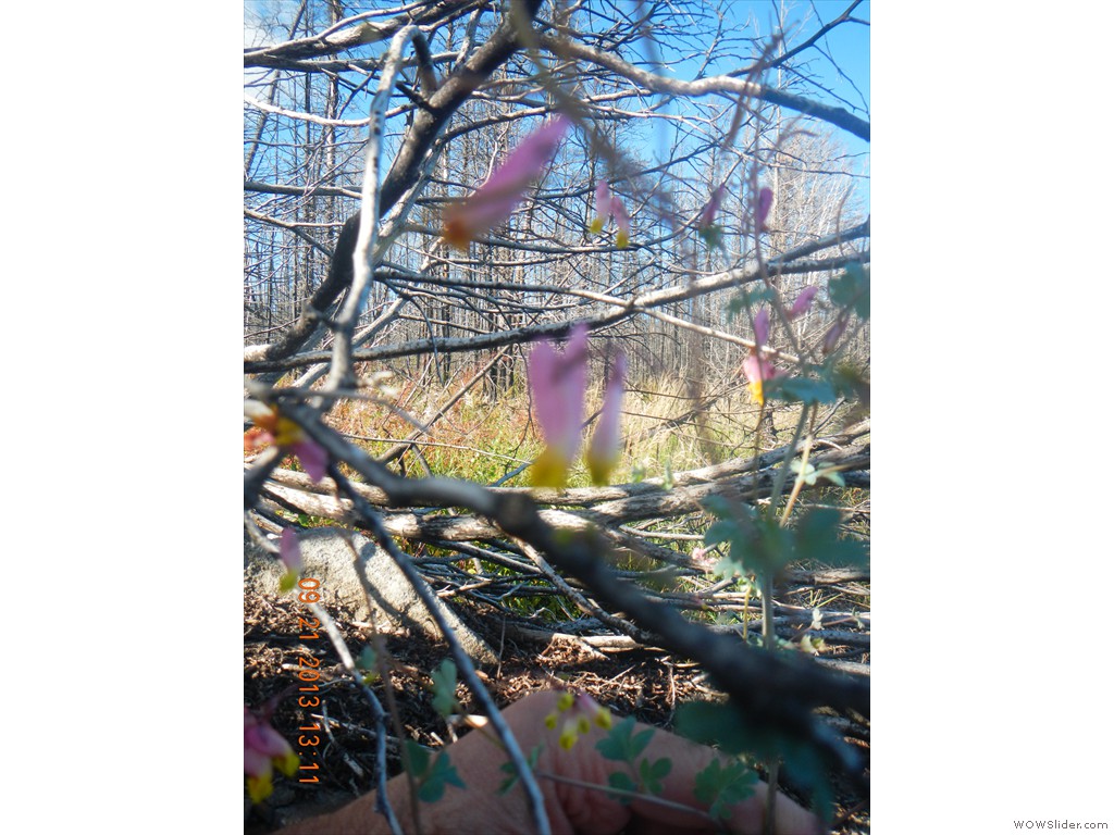 DSCN0051