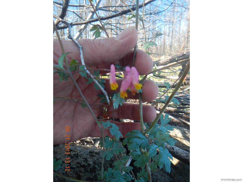 DSCN0052