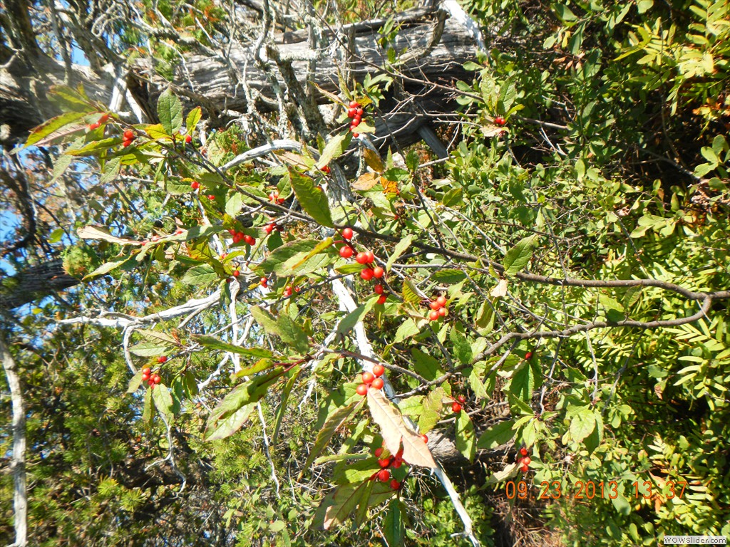 DSCN0097