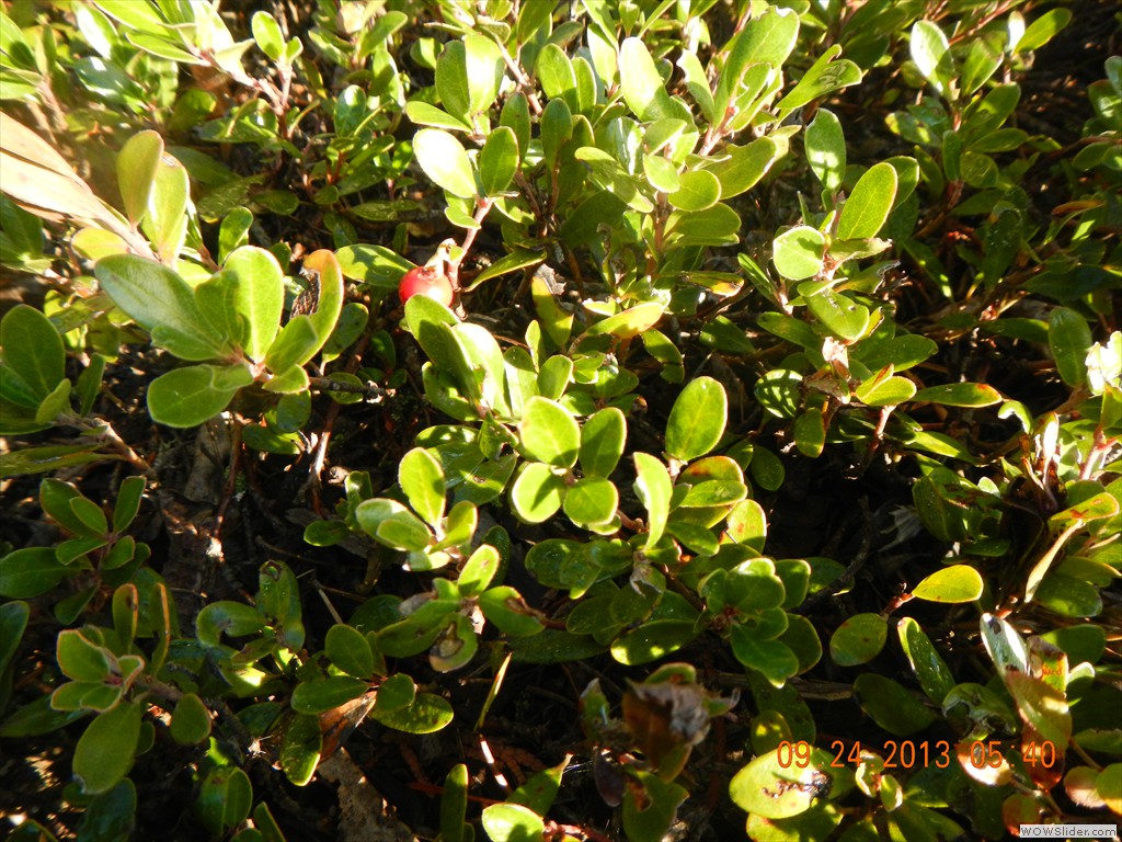 DSCN0106
